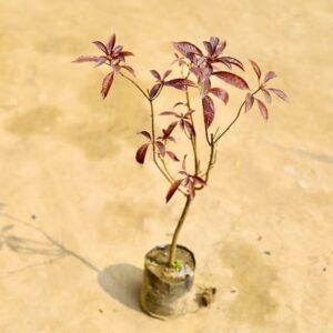 Hamelia (any colour) in 5 Inch Nursery Bag