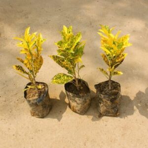 Set of 3 - Baby Croton in 4 Inch Nursery Bag
