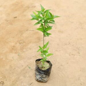 Harsingar in 4 Inch Nursery Bag
