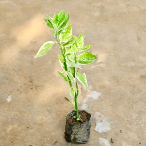 Pedilianthus / Devil's Backbone in 4 Inch Nursery Bag