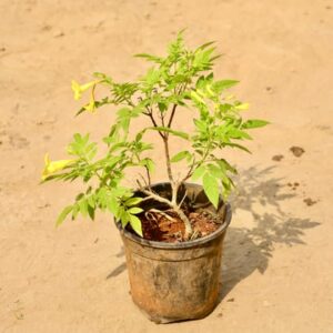 Tecoma Yellow in 6 Inch Nursery Pot