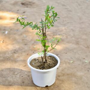 Anar / Pomegranate (2-2.5 Ft) in 10 Inch White Imperial Round Plastic Pot