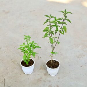 Set of 2 - Rama Tulsi & Shyama Tulsi in 6 Inch White Classy Plastic Pot