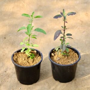 Set Of 2 - Tulsi (Rama & Shyama) in 5 Inch Nursery Pot