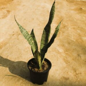Snake Plant in 6 Inch Nursery Pot