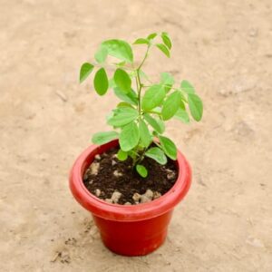 Aparajita / Asian Pigeonwings (Any Colour) in 6 Inch Red Classy Plastic Pot
