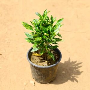 Baby Croton in 6 Inch Nursery Pot