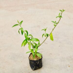 Raat Ki Rani / Night Blooming Jasmine (Any Colour) in 4 Inch Nursery Bag