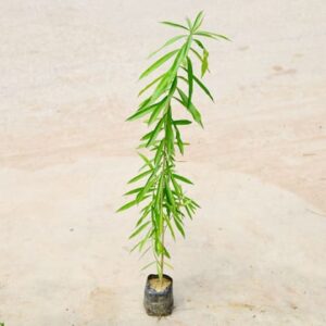 Kaner / Oleander (any colour) in 4 Inch Nursery Bag