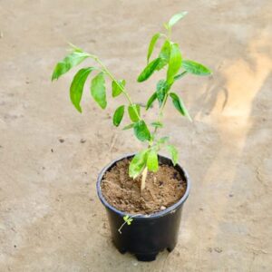 Raat ki Rani / Night Blooming Jasmine (Any Colour) in 8 Inch Nursery Pot