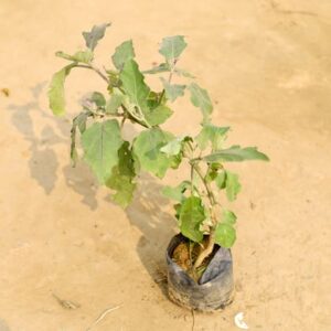 Brinjal / Baigan in 4 Inch Nursery Bag