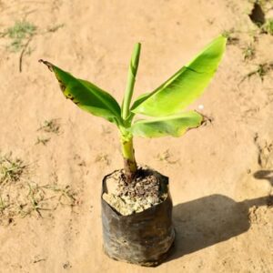 Banana Plant in 5 Inch Nursery Bag