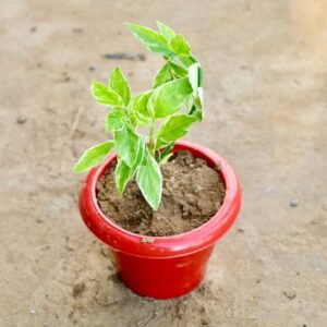 Pedilianthus / Devil's Backbone in 4 Inch Red pot