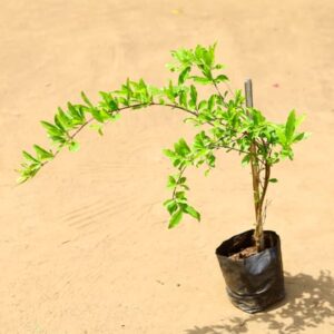 Anar Desi / Pomegranate Plant in 4 Inch Nursery Bag