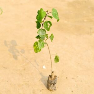 Hibiscus / Gudhal (any colour) in 4 Inch Nursery Bag
