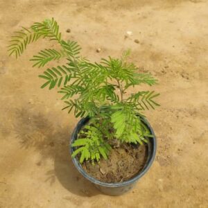 Holy Shami in 10 Inch Nursery Pot