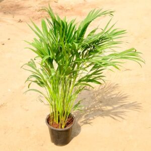 Areca Palm (2-3 Ft) in 10 Inch Nursery Pot
