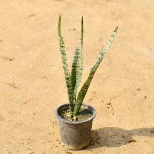 Snake Long in 4 Inch Nursery Pot