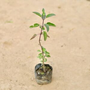 Shyama Tulsi in 3 Inch Nursery Bag