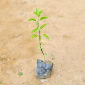 Tulsi / Basil in 4 Inch Nursery Bag