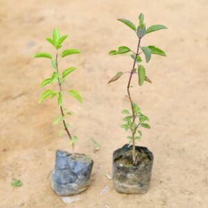Set of 2 - Tulsi (Rama & Shyama) in 3 Inch Nursery Bag