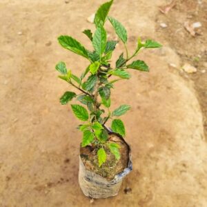 Hibiscus / Gudhal (Any Colour) in 6 Inch Nursery Bag