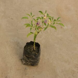 Green Chilli in 6 Inch Nursery Pot