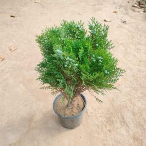 Mor Pankhi in 8 Inch Nursery  Pot