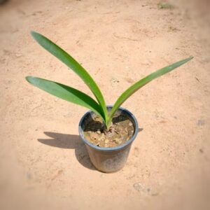 Lily (any colour) in 6 Inch Nursery Pot