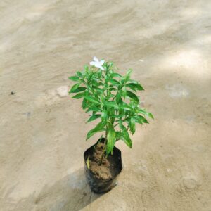 Chandni Dwarf (Any Colour) in 4 Inch Nursery Bag