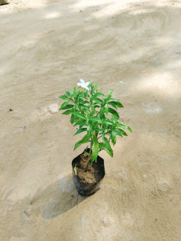 Chandni Dwarf (Any Colour) in 4 Inch Nursery Bag