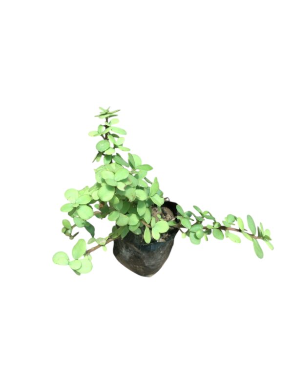 Jade in 3 Inch Nursery Bag
