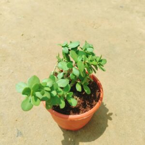 English Jade in 4 Inch Red Nursery Pot