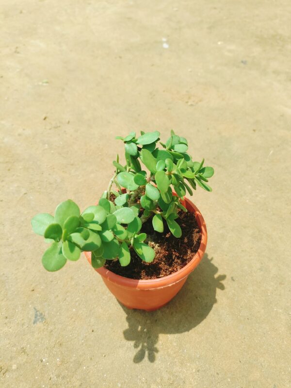 English Jade in 4 Inch Red Nursery Pot