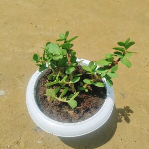 English Jade in 6 Inch White Classy Plastic Pot