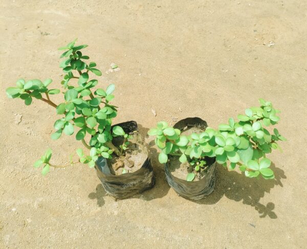 Set of 2 - English Jade in 4 Inch Nursery Bag