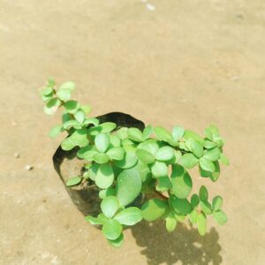 Jade in 4 Inch Nursery Bag
