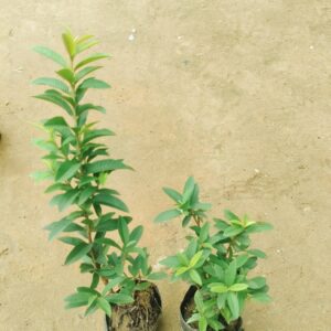 Set of 2 - China Amrood / Guava in 4 Inch Nursery Bag