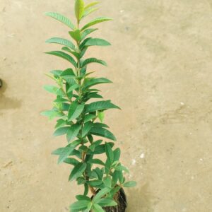 China Amrood / Guava in 4 Inch Nursery Bag