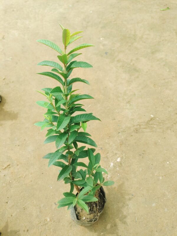 China Amrood / Guava in 4 Inch Nursery Bag