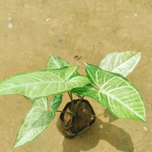 Set of 3 - Syngonium Green in 5 Inch Nursery Bag