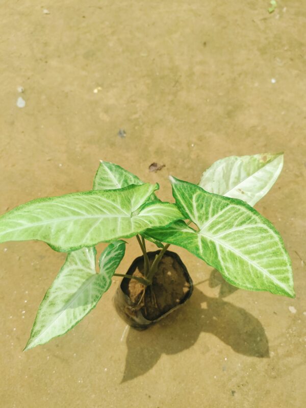 Set of 3 - Syngonium Green in 5 Inch Nursery Bag