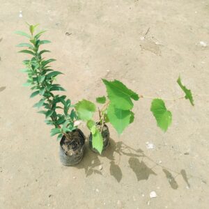 Set of 2 - China Amrod & Grapes Plant in 4 Inch Nursery Bag