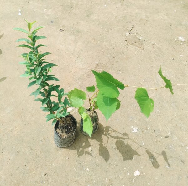 Set of 2 - China Amrod & Grapes Plant in 4 Inch Nursery Bag