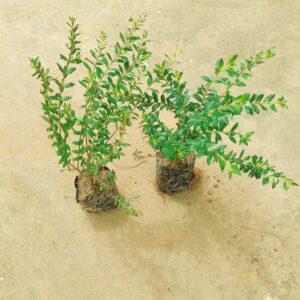 Set of 2 - Cuphea / False Heather White in 4 Inch Nursery Bag