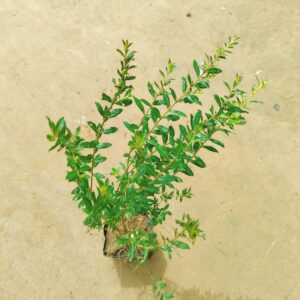 Cuphea / False Heather (Any Colour) in 6 Inch Nursery Pot