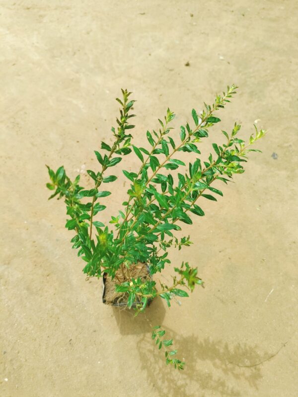 Cuphea / False Heather (Any Colour) in 6 Inch Nursery Pot