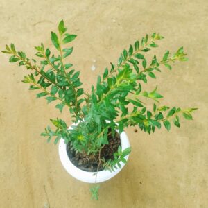 Cuphea / False Heather White in 6 Inch White Classy Plastic Pot