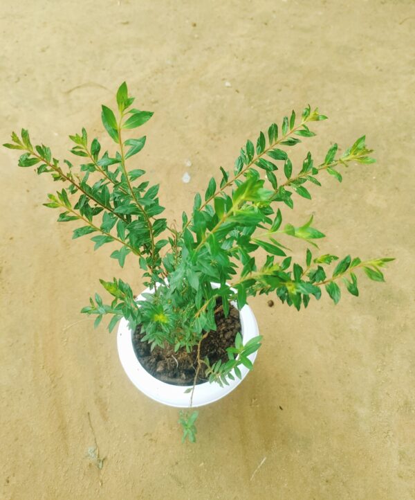 Cuphea / False Heather White in 6 Inch White Classy Plastic Pot