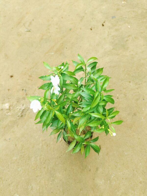 Chandni Dwarf (Any Colour) in 6 Inch Nursery Bag
